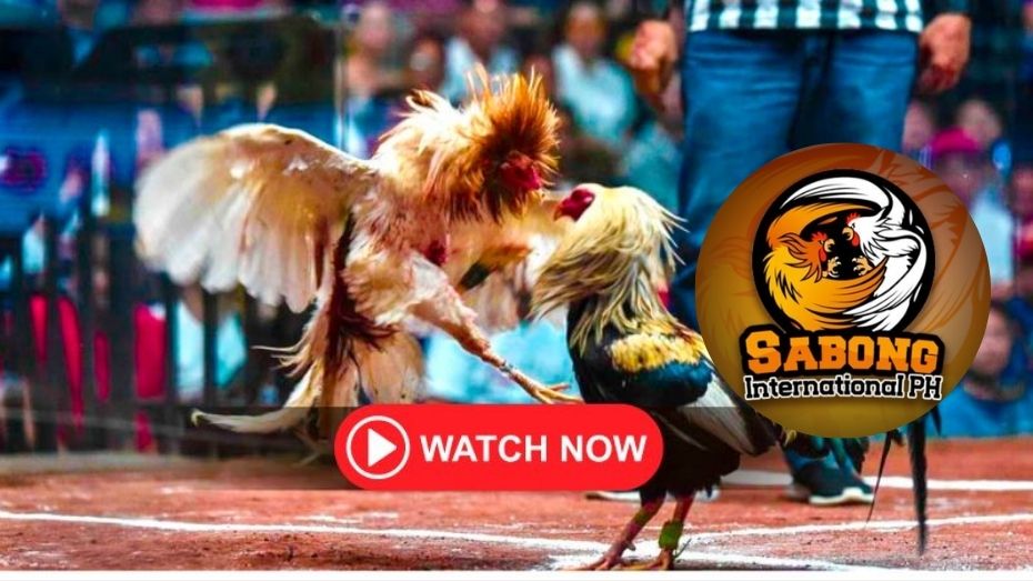 sigebet free 100 no deposit bonus